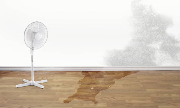 Best Basement water damage restoration  in Kapn, LA